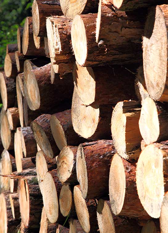 Forstwirte nutzen die robuste Pflanzentragetasche im Wald, um Setzlinge effizient zu transportieren.