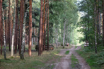 Waldweg durch einen dichten Nadel- und Laubwald, symbolisierend die natürliche Umwelt im Zusammenhang mit der Debatte über Holzverbrennung und Klimaschutz.