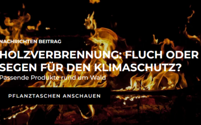 Holzverbrennung: Fluch oder Segen für den Klimaschutz?